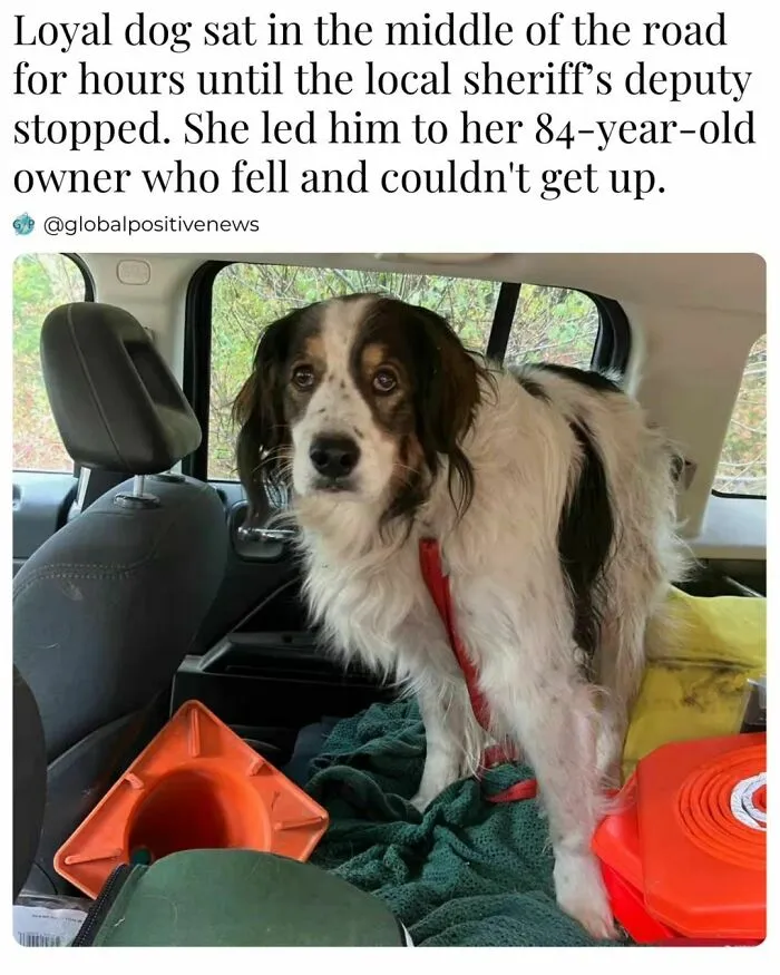 We All Need A Break From The Sad Reality So Here Are 50 Uplifting Stories (New Pics)