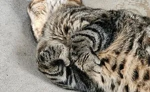 Hey Pandas, Show Us Your Funniest Pet Photos (Closed)