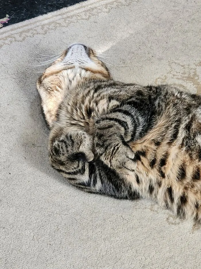 Just Barely In The Sunbeam