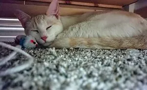 Hey Pandas, Find The Cutest Photo Of Your Cat With A Toy And Post It Here!