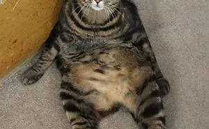 Hey Pandas, Show Us Your Funniest Pet Photos (Closed)