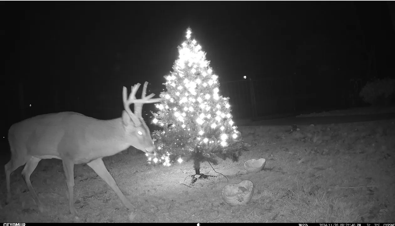 A Bucks Christmas