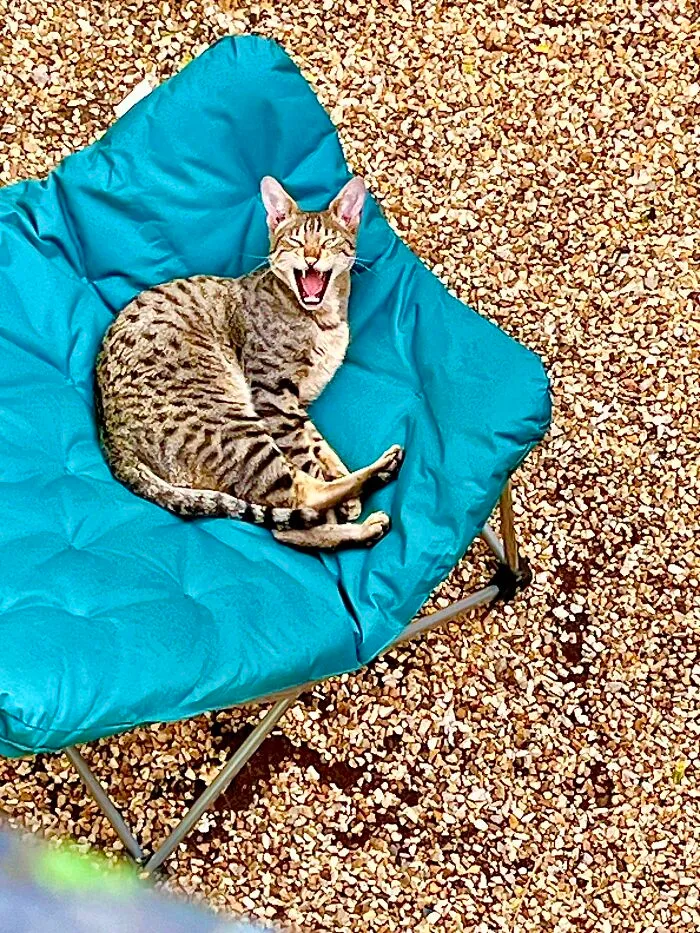 I’m Sure He Was Laughing At Me Cause He Got To The Chair First!