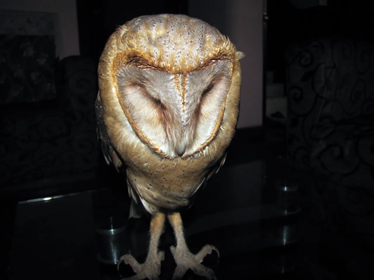 Barn Owl
