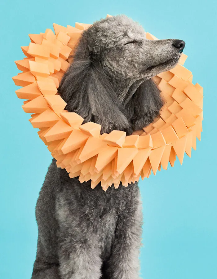 "Cone Of Shame": 14 Playful Dog Photographs By Winnie Au
