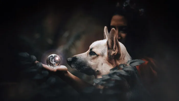 I Photographed A Fairytale-Inspired, Witchy Dog Session Inspired By Red Riding Hood (15 Pics)