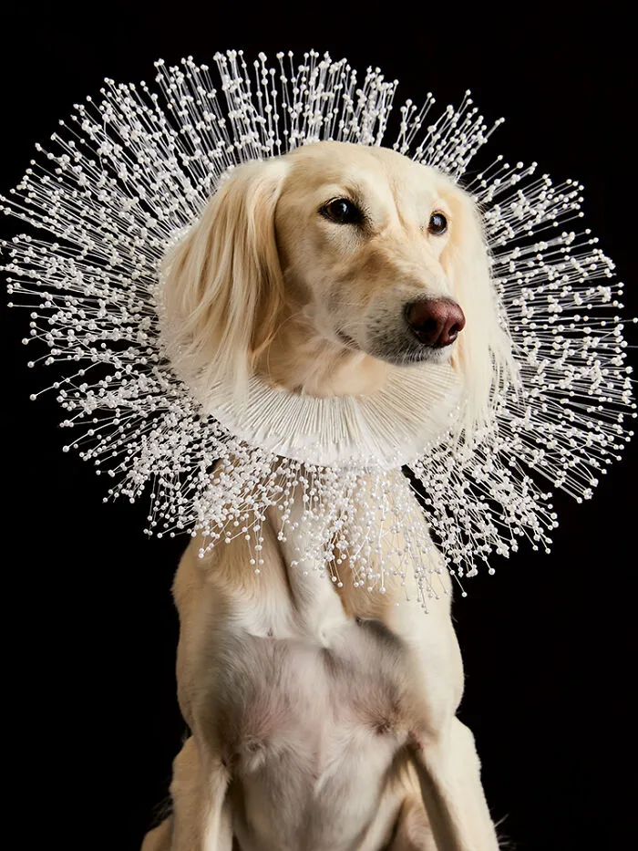 "Cone Of Shame": 14 Playful Dog Photographs By Winnie Au