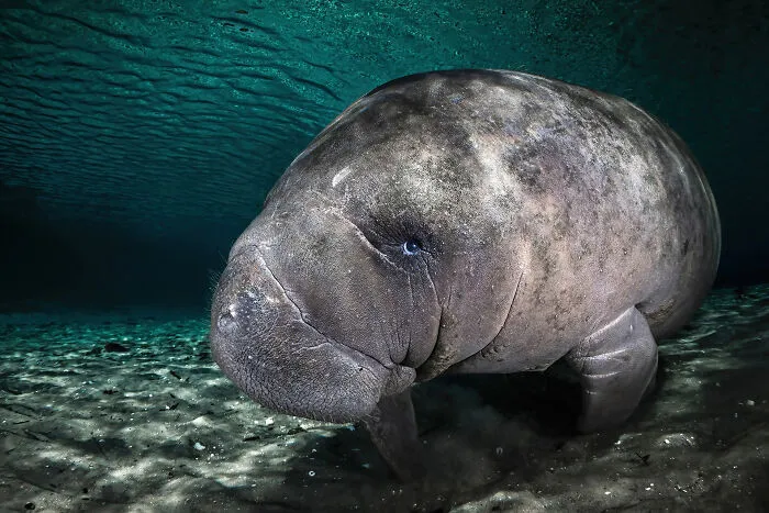 Curious Baby Manatee By Remuna Beca