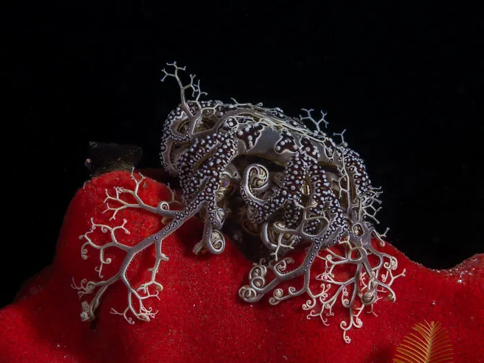 Holding On By Ofek Liepaz