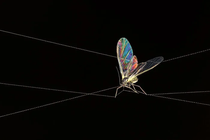 Tightrope Walker By Sophie Mijnhout
