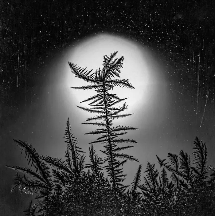 Nature: Peter Jeschke - Frost On My Windows