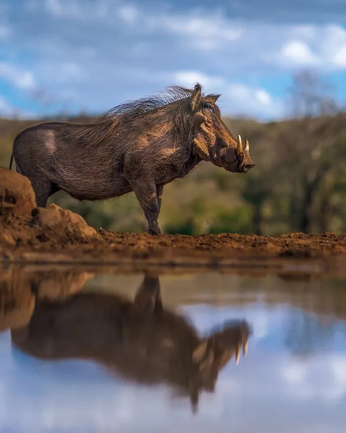 67 Incredible Shots By Indian Wildlife Photographer, Varun Aditya