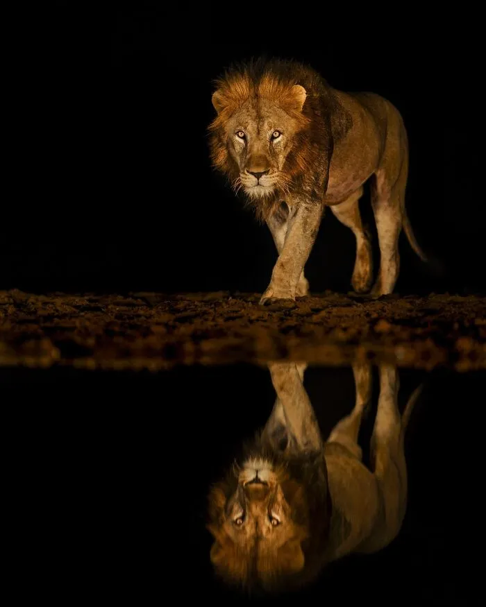 67 Incredible Shots By Indian Wildlife Photographer, Varun Aditya