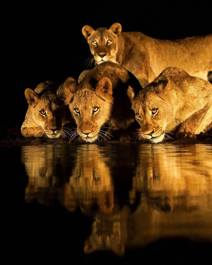 67 Incredible Shots By Indian Wildlife Photographer, Varun Aditya
