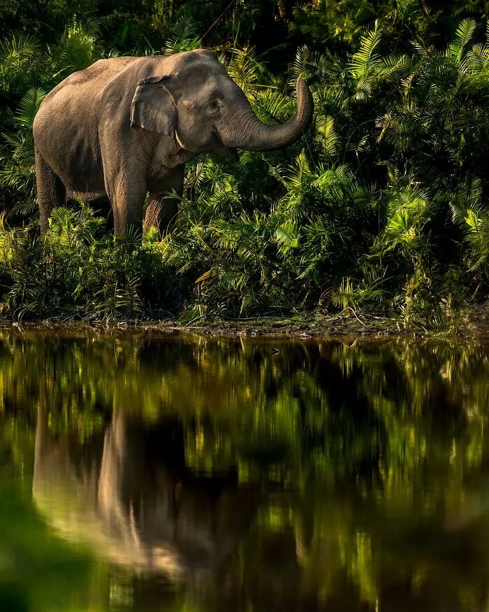 67 Incredible Shots By Indian Wildlife Photographer, Varun Aditya