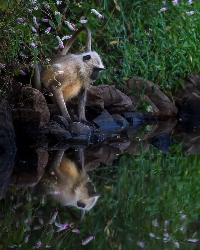 67 Incredible Shots By Indian Wildlife Photographer, Varun Aditya