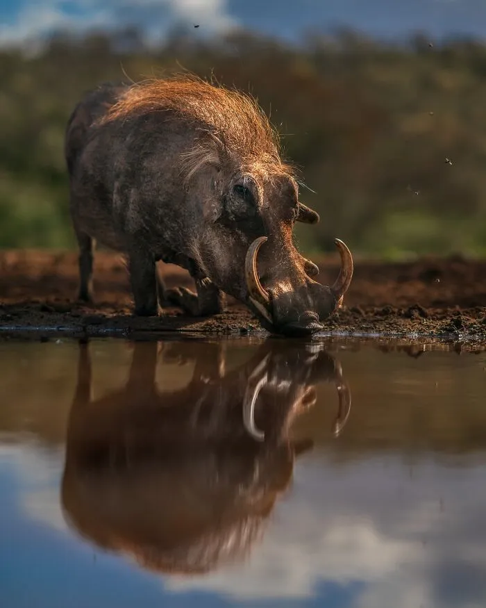 67 Incredible Shots By Indian Wildlife Photographer, Varun Aditya