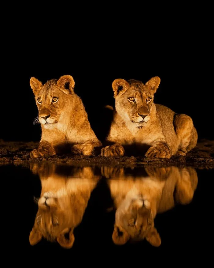 67 Incredible Shots By Indian Wildlife Photographer, Varun Aditya