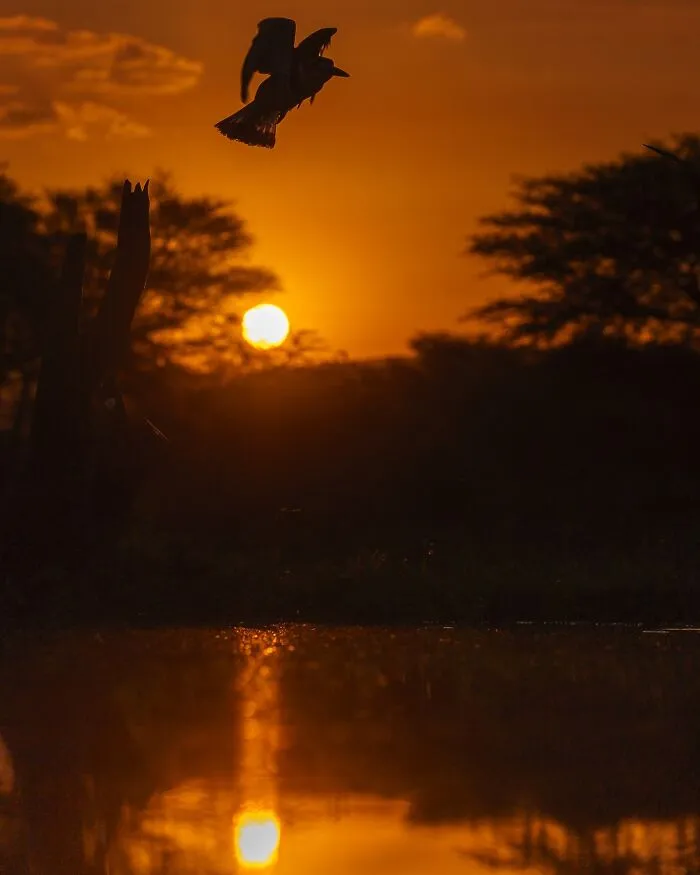 67 Incredible Shots By Indian Wildlife Photographer, Varun Aditya