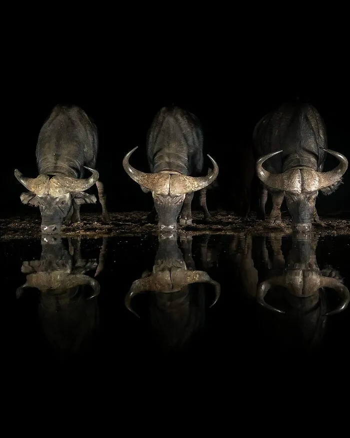 67 Incredible Shots By Indian Wildlife Photographer, Varun Aditya