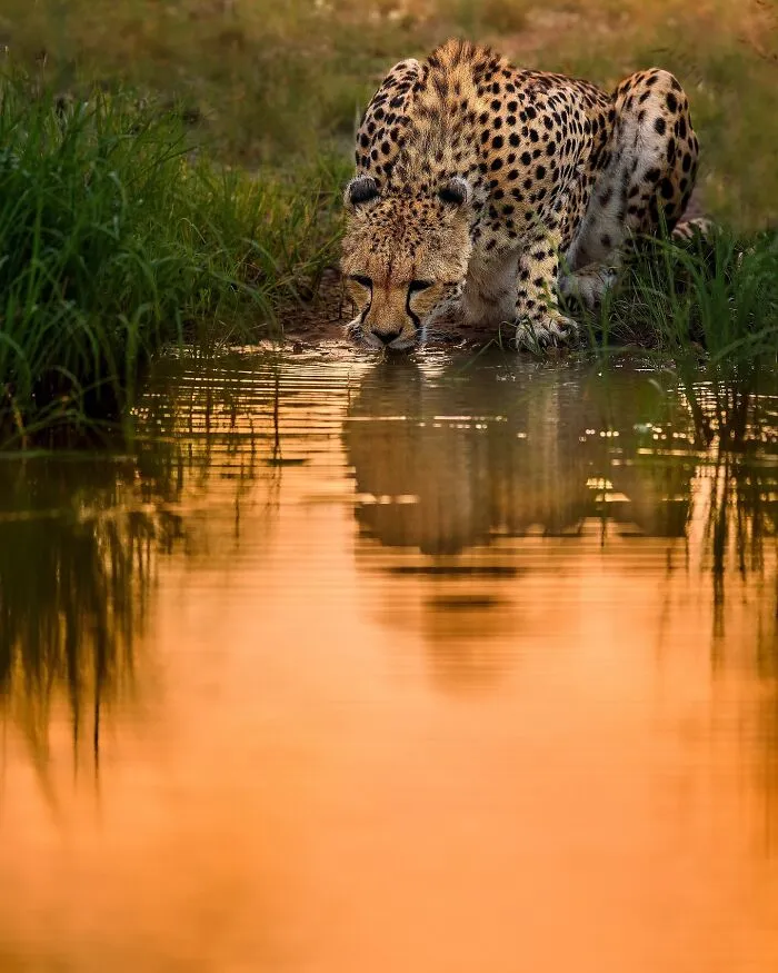 67 Incredible Shots By Indian Wildlife Photographer, Varun Aditya