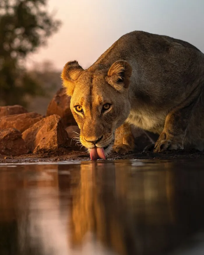 67 Incredible Shots By Indian Wildlife Photographer, Varun Aditya