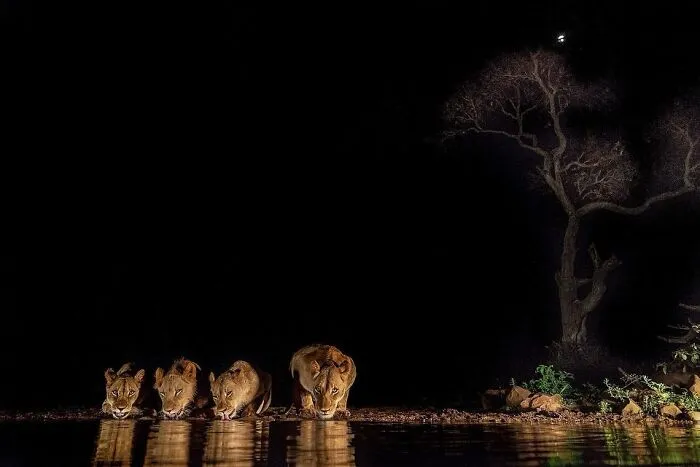 67 Incredible Shots By Indian Wildlife Photographer, Varun Aditya