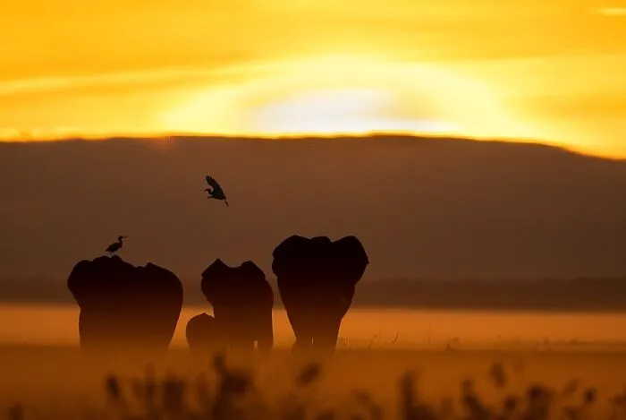67 Incredible Shots By Indian Wildlife Photographer, Varun Aditya