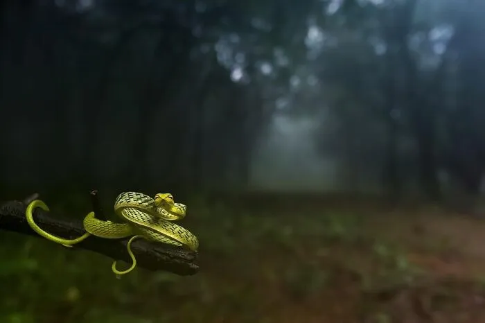 67 Incredible Shots By Indian Wildlife Photographer, Varun Aditya