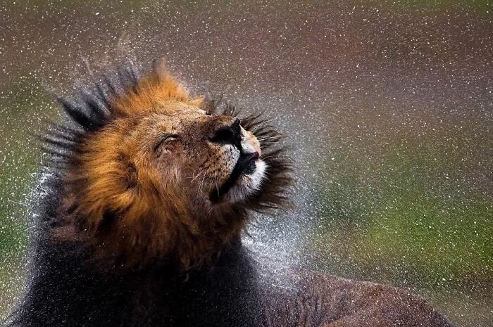 67 Incredible Shots By Indian Wildlife Photographer, Varun Aditya