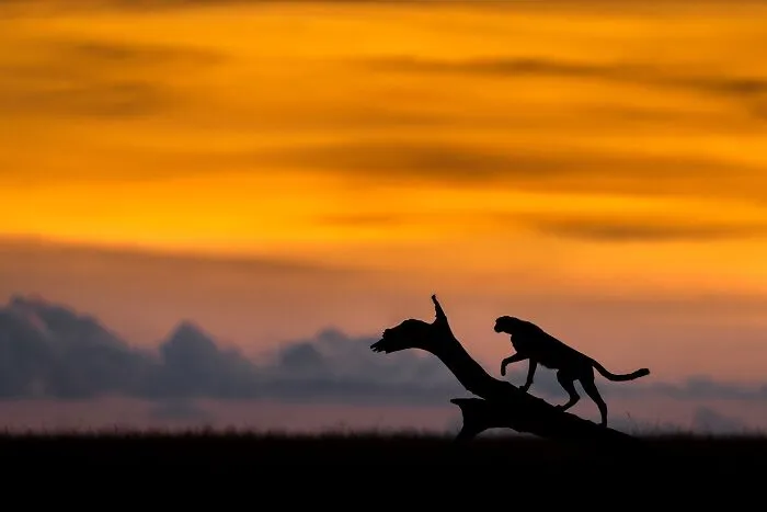 67 Incredible Shots By Indian Wildlife Photographer, Varun Aditya