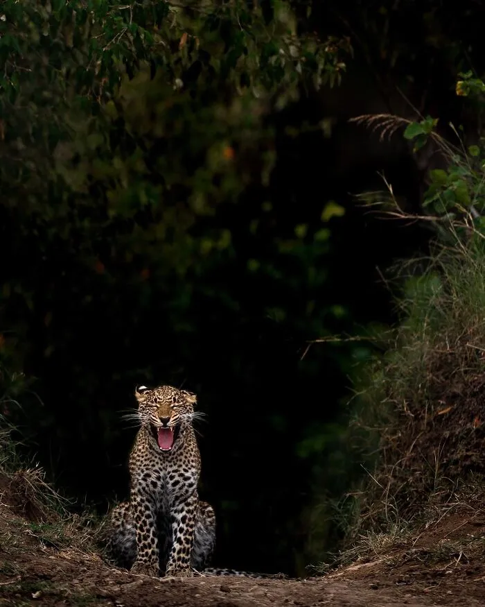 67 Incredible Shots By Indian Wildlife Photographer, Varun Aditya