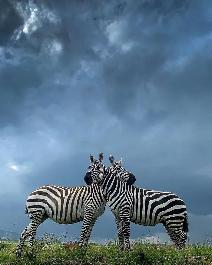 67 Incredible Shots By Indian Wildlife Photographer, Varun Aditya