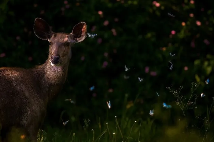 67 Incredible Shots By Indian Wildlife Photographer, Varun Aditya