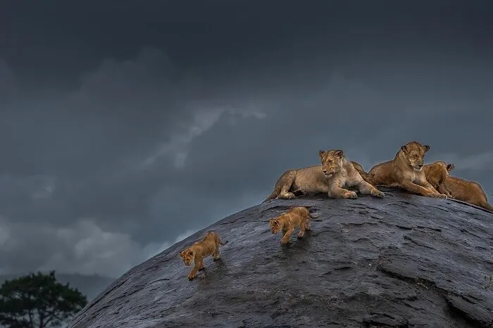 67 Incredible Shots By Indian Wildlife Photographer, Varun Aditya
