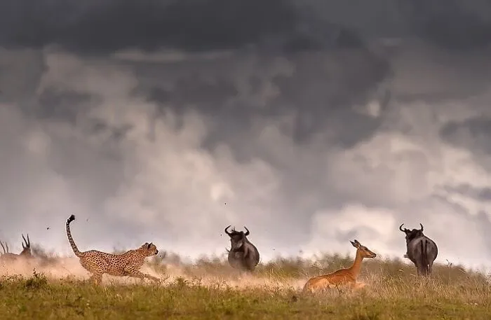 67 Incredible Shots By Indian Wildlife Photographer, Varun Aditya