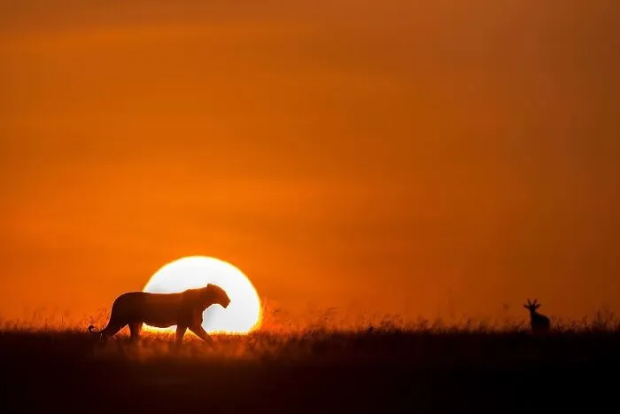 67 Incredible Shots By Indian Wildlife Photographer, Varun Aditya