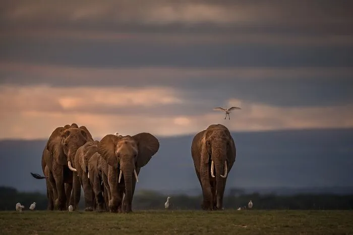 67 Incredible Shots By Indian Wildlife Photographer, Varun Aditya