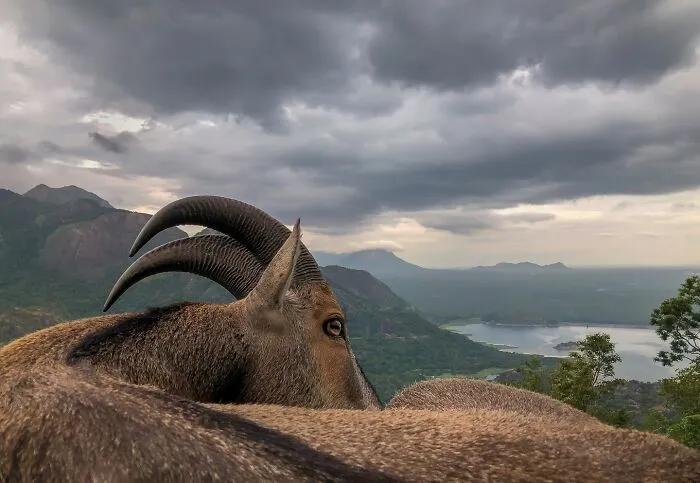 67 Incredible Shots By Indian Wildlife Photographer, Varun Aditya