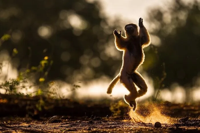67 Incredible Shots By Indian Wildlife Photographer, Varun Aditya