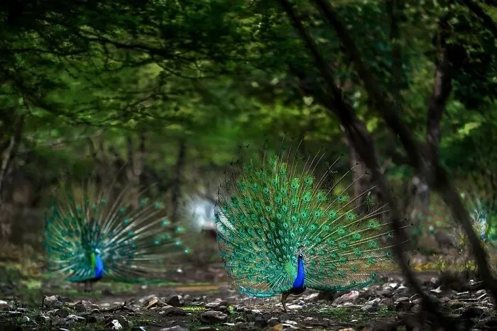 67 Incredible Shots By Indian Wildlife Photographer, Varun Aditya