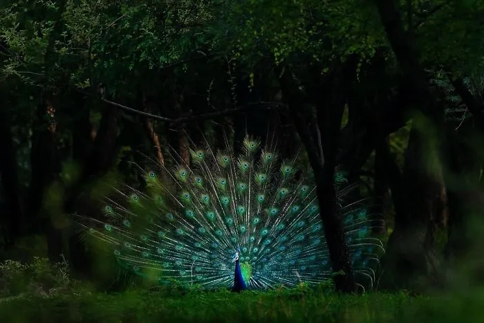 67 Incredible Shots By Indian Wildlife Photographer, Varun Aditya