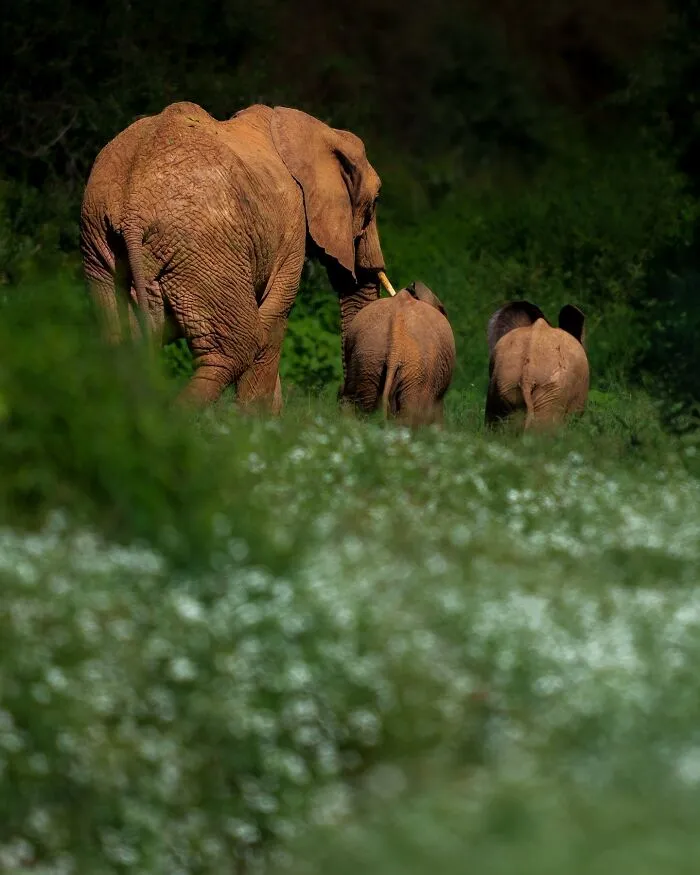 67 Incredible Shots By Indian Wildlife Photographer, Varun Aditya