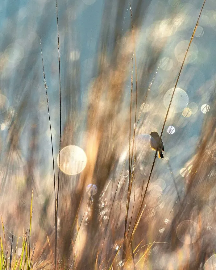 67 Incredible Shots By Indian Wildlife Photographer, Varun Aditya