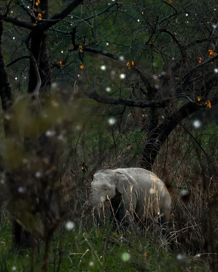 67 Incredible Shots By Indian Wildlife Photographer, Varun Aditya