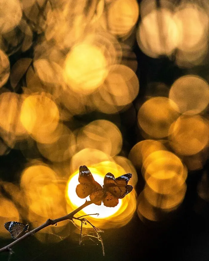 67 Incredible Shots By Indian Wildlife Photographer, Varun Aditya