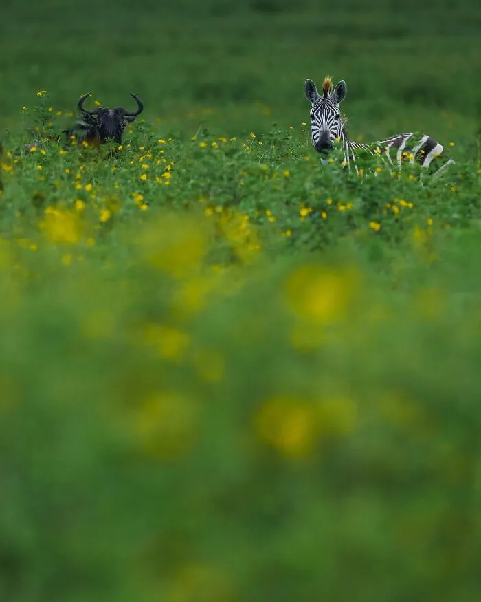 67 Incredible Shots By Indian Wildlife Photographer, Varun Aditya