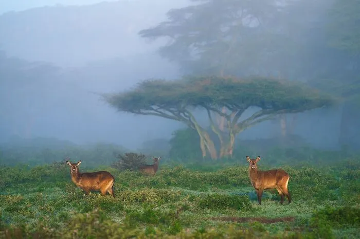 67 Incredible Shots By Indian Wildlife Photographer, Varun Aditya