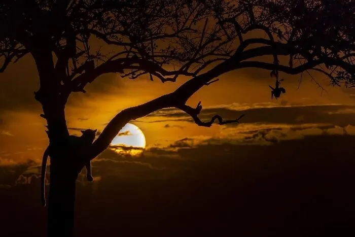 67 Incredible Shots By Indian Wildlife Photographer, Varun Aditya