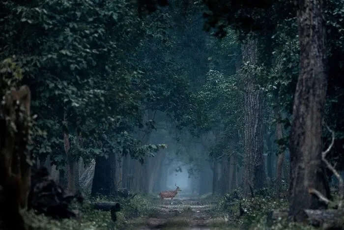67 Incredible Shots By Indian Wildlife Photographer, Varun Aditya